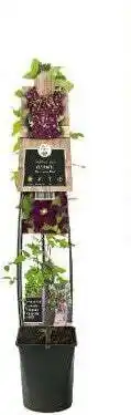 Intratuin Bosrank (Clematis 'Warszawska Nike') D 23 H 115 cm aanbieding
