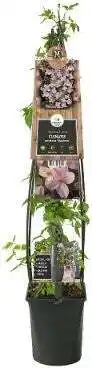 Intratuin Bosrank (Clematis mont. 'Mayleen') D 23 H 210 cm aanbieding
