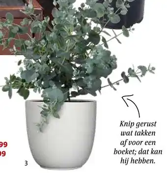 Intratuin Eucalyptus gunnii aanbieding