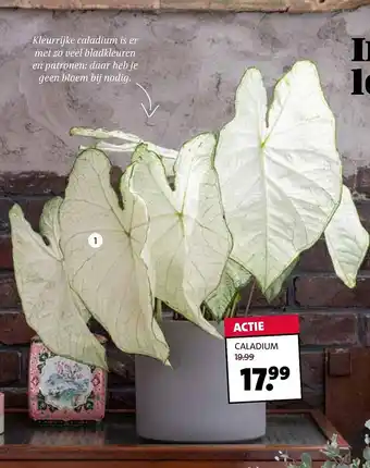 Intratuin Caladium aanbieding