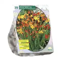 Van Cranenbroek Montbretia per 30 aanbieding