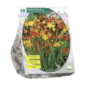 Van Cranenbroek Montbretia per 30 aanbieding