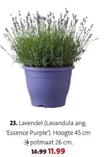 Intratuin Lavendel (lavandula ang. nce purple') aanbieding