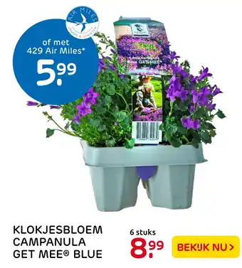 Praxis Klokjesbloem campanula get mee® blue aanbieding