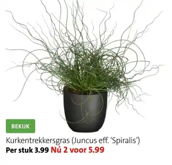 Intratuin Kurkentrekkersgras (Juncus eff. 'Spiralis') aanbieding