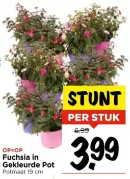 Vomar Voordeelmarkt Fuchsia in Gekleurde Pot aanbieding
