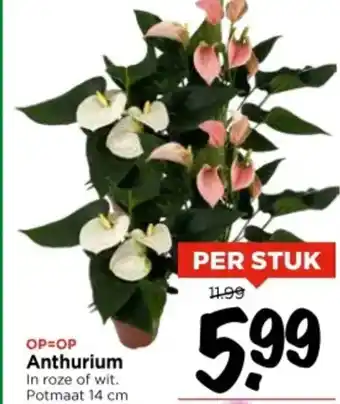 Vomar Voordeelmarkt Anthurium aanbieding