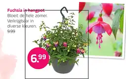 Coppelmans Fuchsia in hangpot aanbieding