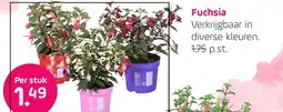 Coppelmans Fuchsia aanbieding