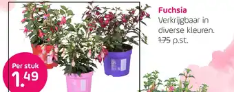 Coppelmans Fuchsia aanbieding