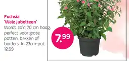 Coppelmans Fuchsia 'Walz Jubelteen' aanbieding