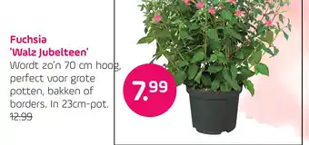 Coppelmans Fuchsia 'Walz Jubelteen' aanbieding