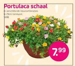 Coppelmans Portulaca schaal aanbieding