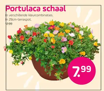 Coppelmans Portulaca schaal aanbieding