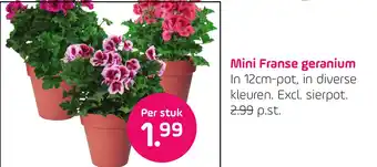 Coppelmans Mini Franse geranium aanbieding