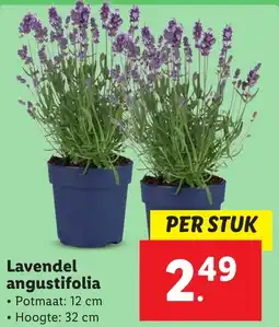 Lidl Lavendel angustifolia aanbieding