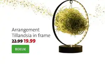 Intratuin Arrangement Tillandsia In Frame aanbieding