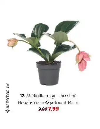 Intratuin Medinilla magn. 'piccolini' aanbieding