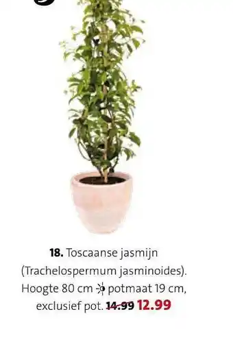 Intratuin Toscaanse jasmijn (trachelospermum jasminoides) aanbieding