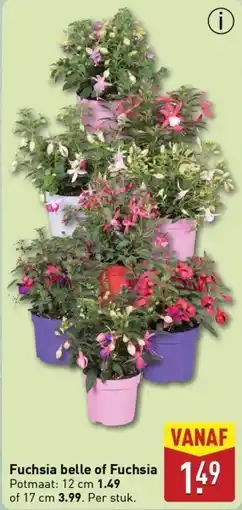 ALDI Fuchsia belle of Fuchsia aanbieding