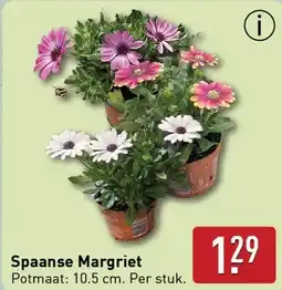 ALDI Spaanse Margriet aanbieding