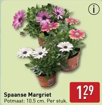 ALDI Spaanse Margriet aanbieding