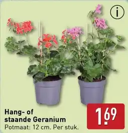 ALDI Hang of staande geranium aanbieding