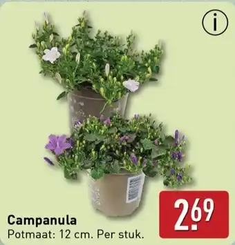 ALDI Campanula aanbieding