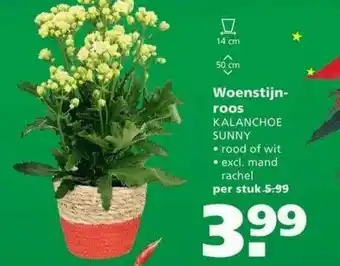 Ranzijn Woenstijnroos Kalanchoe Sunny aanbieding