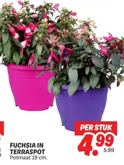 Dekamarkt Fuchsia in terraspot aanbieding