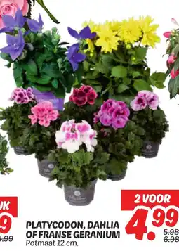 Dekamarkt Platycodon, dahlia of franse geranium aanbieding