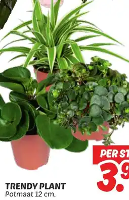 Dekamarkt Trendy plant aanbieding