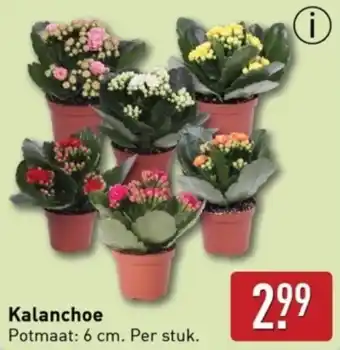 ALDI Kalanchoe aanbieding