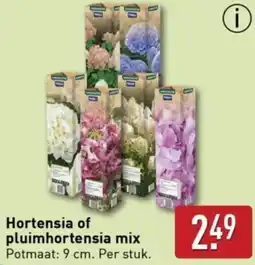 ALDI Hortensia of pluimhortensia mix aanbieding