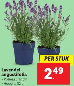 Lidl Lavendel angustifolia aanbieding