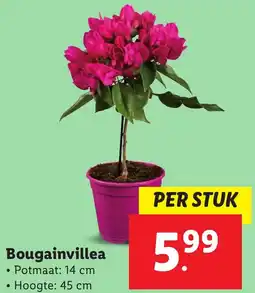 Lidl Bougainvillea aanbieding