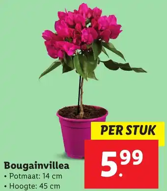 Lidl Bougainvillea aanbieding