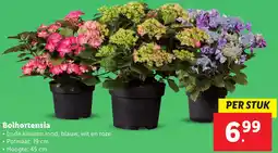 Lidl Bolhortensia aanbieding
