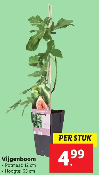 Lidl Vijgenboom aanbieding