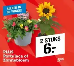 Coop PLUS Portulaca of Zonnebloem aanbieding