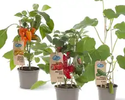 Albert Heijn AH Planten pluk en eet aanbieding