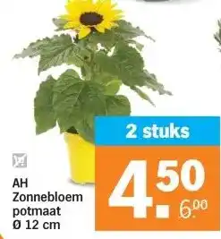 Albert Heijn AH Zonnebloem potmaat aanbieding