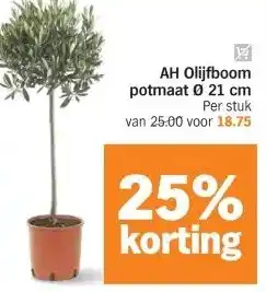 Albert Heijn AH Olijfboom potmaat 021 cm aanbieding