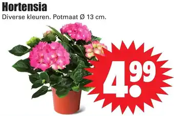 Dirk Hortensia aanbieding