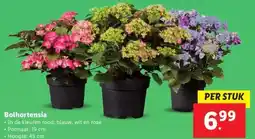Lidl Bolhortensia aanbieding