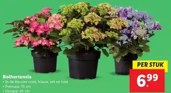 Lidl Bolhortensia aanbieding
