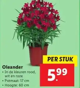 Lidl Oleander aanbieding
