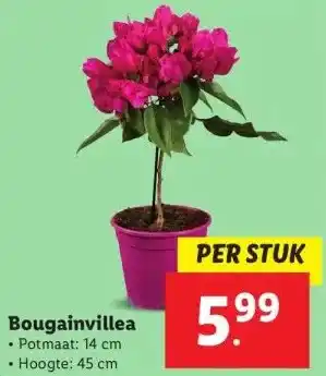 Lidl Bougainvillea aanbieding