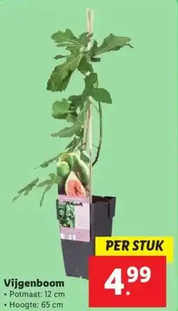 Lidl Vijgenboom aanbieding