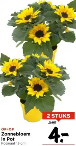 Vomar Voordeelmarkt Zonnebloem in Pot aanbieding